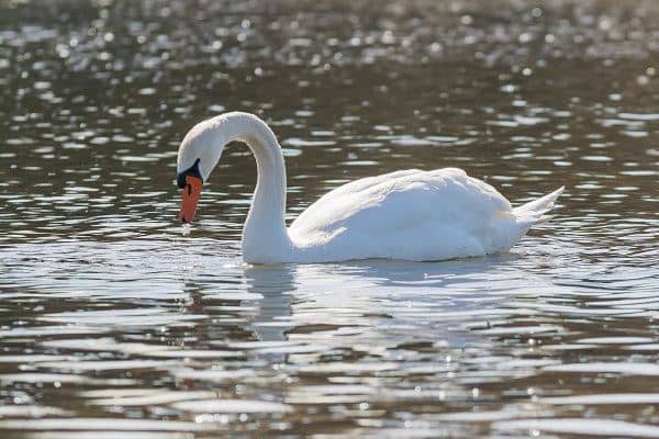 梦见天鹅是什么意思