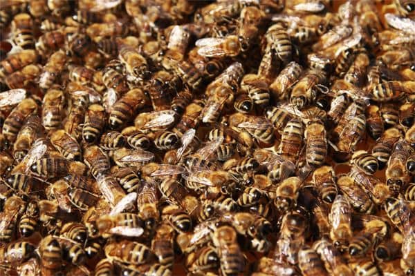 梦见黄蜂成群是什么意思