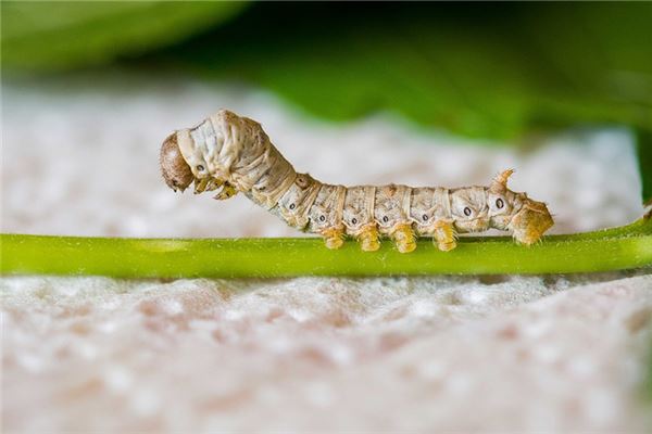 梦见蛆虫满地是什么意思