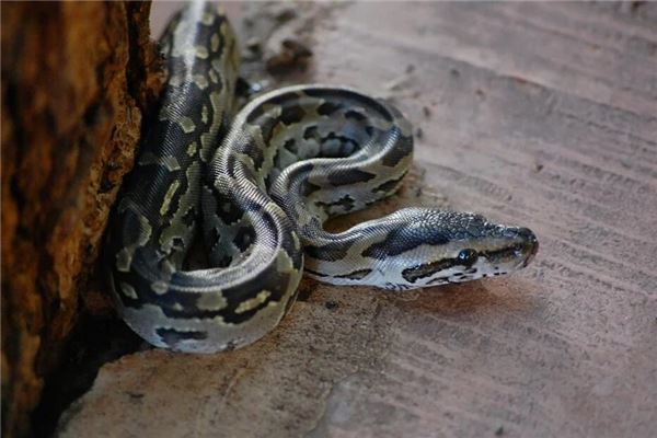 梦见大蟒蛇追我是什么意思