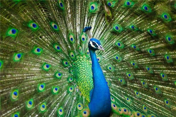 梦见孔雀开屏是什么意思