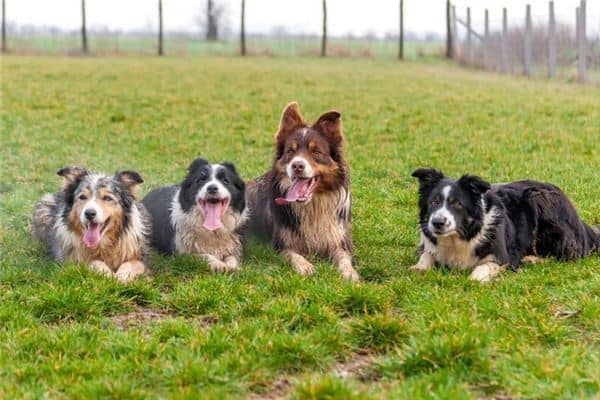 梦见很多狗咬自己是什么意思