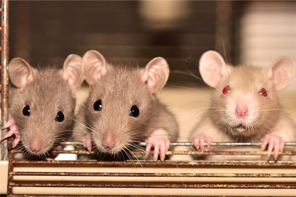 梦见很多小老鼠是什么意思