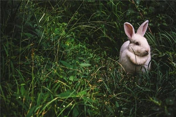 梦见抓到活兔子是什么意思