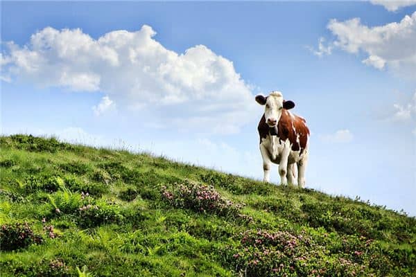 梦见牛是什么意思