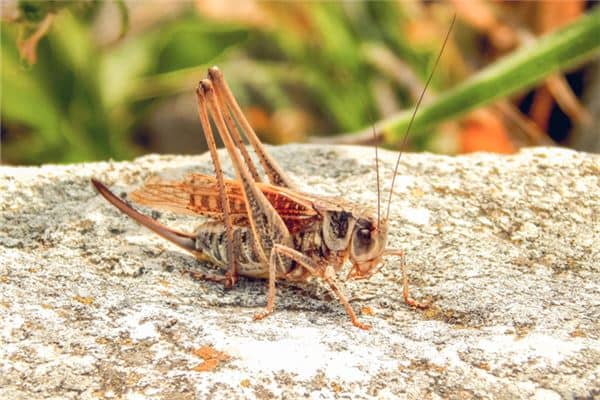 梦见蝗虫成灾是什么意思