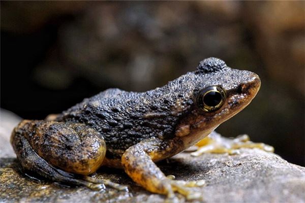 梦见癞蛤蟆扑我身上是什么意思