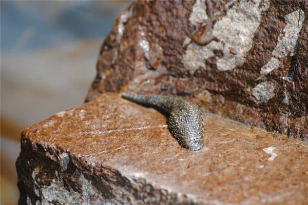 梦见马黄咬我是什么意思