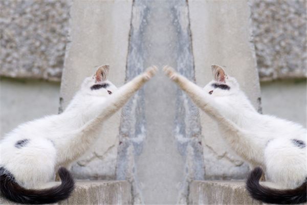 梦见白色的猫是什么意思