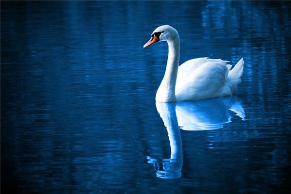 梦见女人动物是什么意思