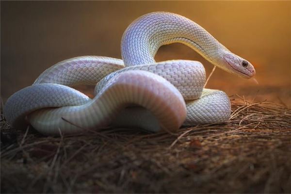 梦见很多毒蛇是什么意思