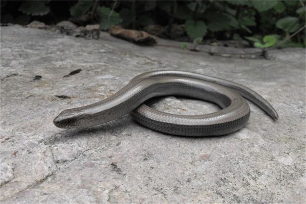 梦见蛇钻进衣服里是什么意思