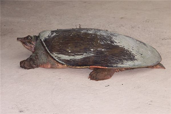 梦见捉甲鱼是什么意思