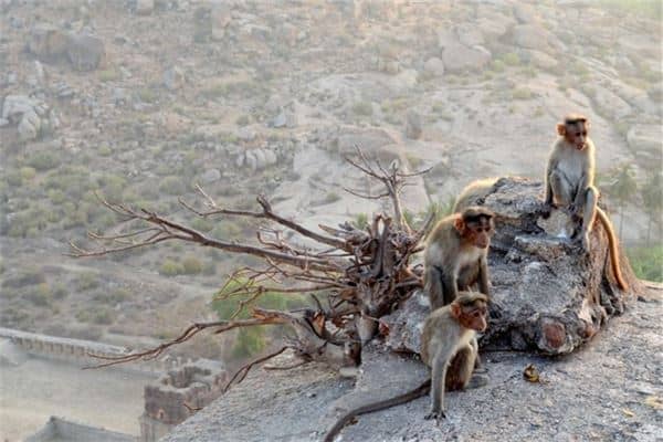梦见小猴子是什么意思