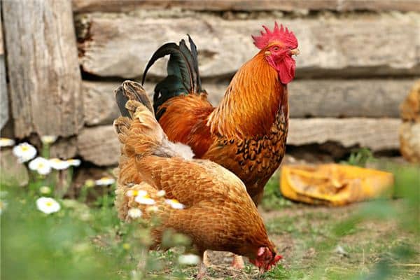 梦见自己杀鸡是什么意思