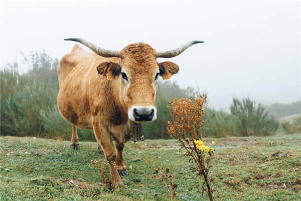 梦见被牛顶是什么意思