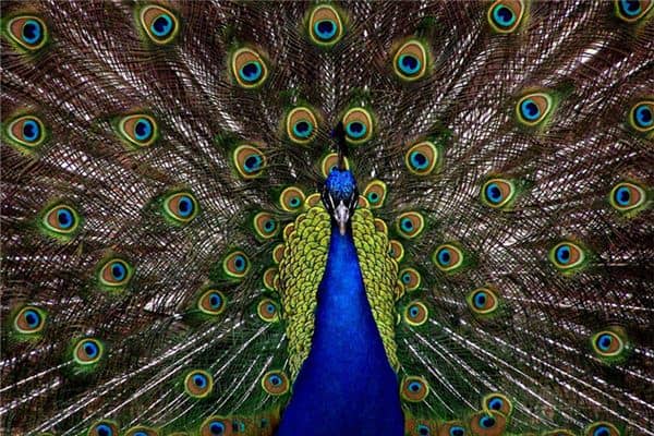 梦见孔雀到家里是什么意思