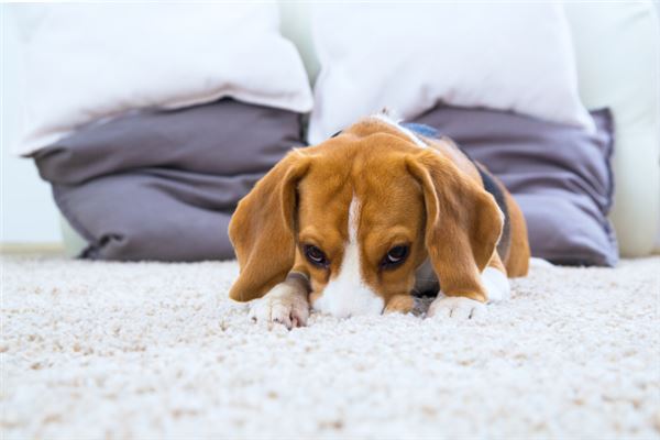 梦见被狗咬死是什么意思