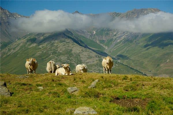 梦见牛群是什么意思