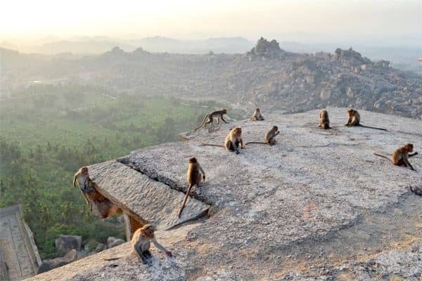 梦见被猴子追是什么意思