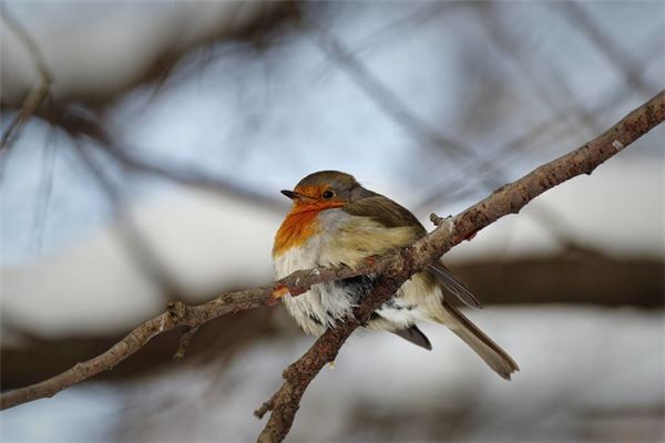 梦见鸟叫是什么意思