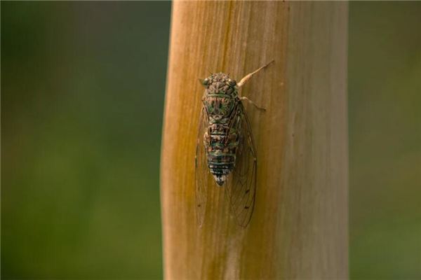 梦见知了是什么意思