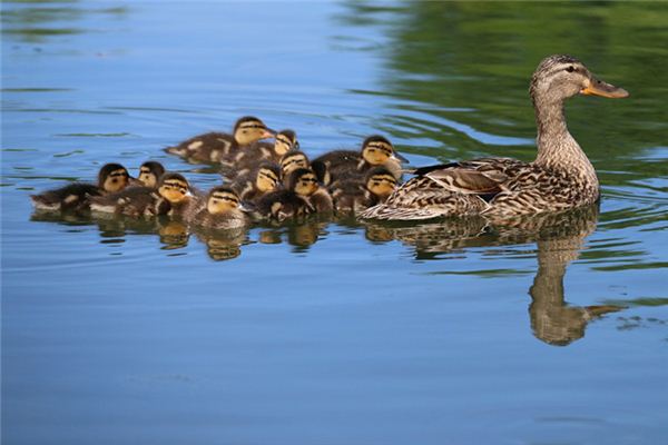梦见很多小动物是什么意思
