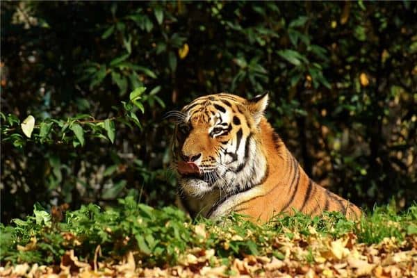 梦见老虎咬我是什么意思