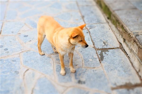 梦见黄狗是什么意思