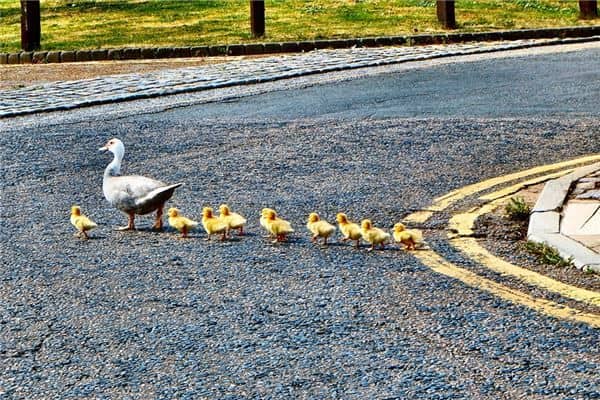 梦见小鸭子是什么意思