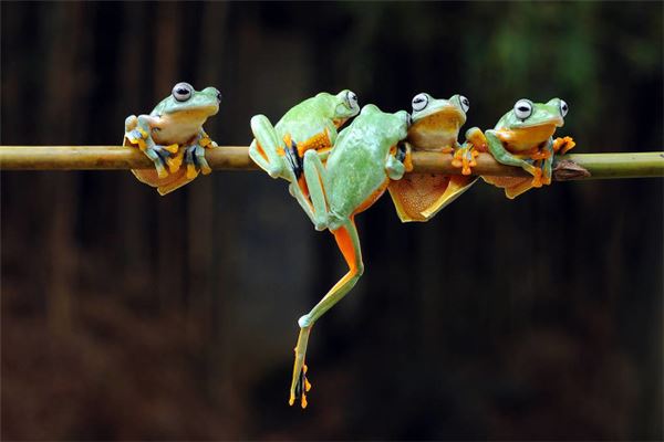 梦见好多青蛙是什么意思