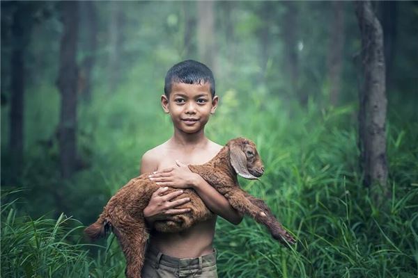 梦见小羊是什么意思