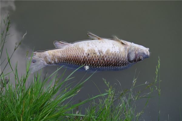 梦见河里好多死鱼是什么意思