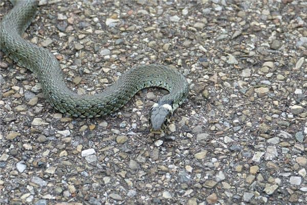 梦见和蛇搏斗是什么意思