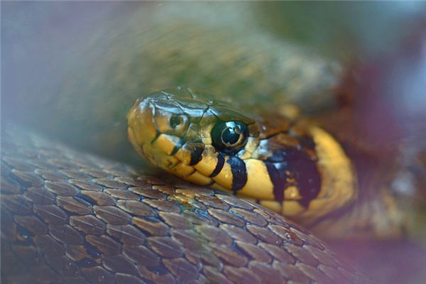 梦见哺乳期蛇是什么意思