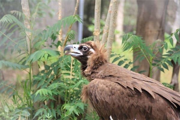 梦见雕是什么意思