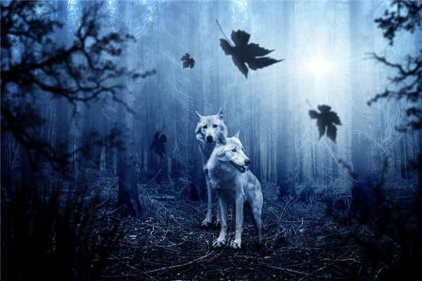 梦见打狼是什么意思