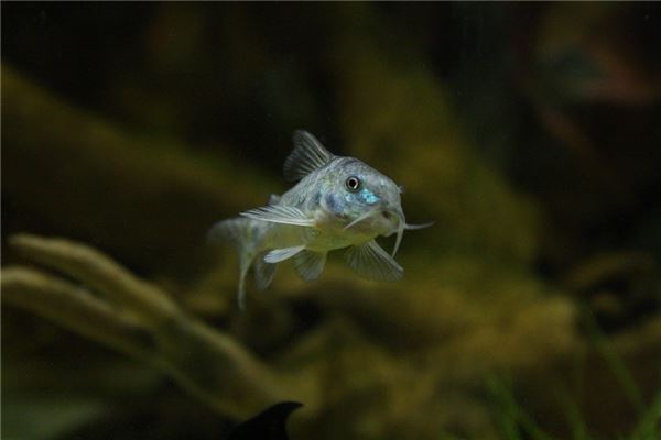 梦见活鱼是什么意思