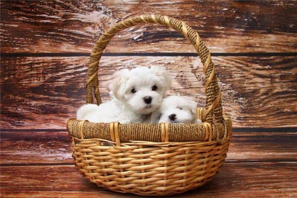 梦见养狗是什么意思