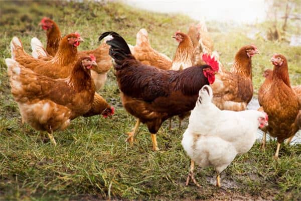 梦见买鸡是什么意思