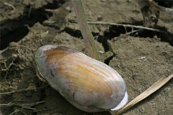 梦见河蚌是什么意思