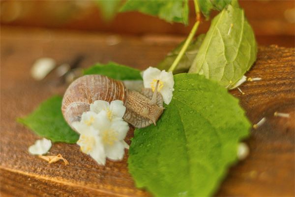 梦见蜗牛是什么意思