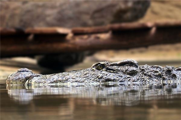 梦见被鳄鱼追是什么意思