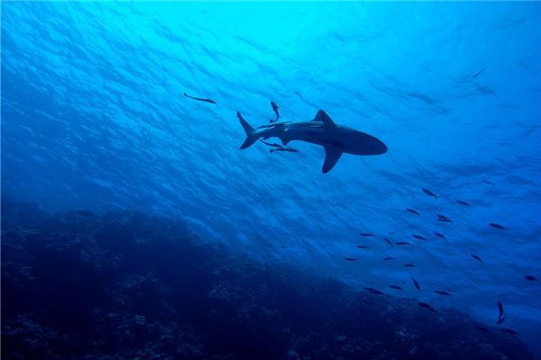 梦见水中有大鱼是什么意思