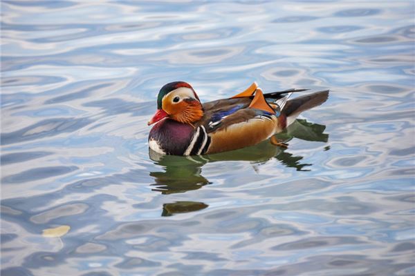 梦见鸳鸯是什么意思