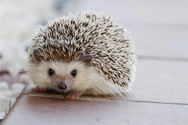 梦见刺猬豪猪是什么意思