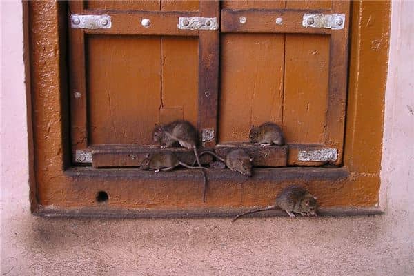 梦见女人老鼠在屋里跑是什么意思