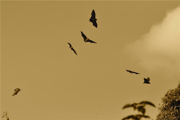 梦见被蝙蝠咬手是什么意思