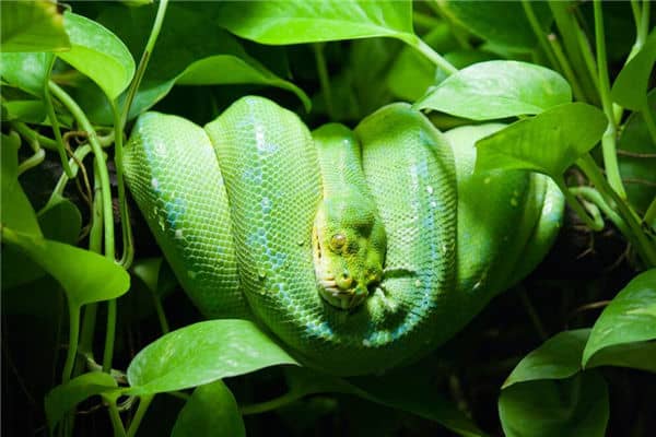 梦见蛇挡路是什么意思