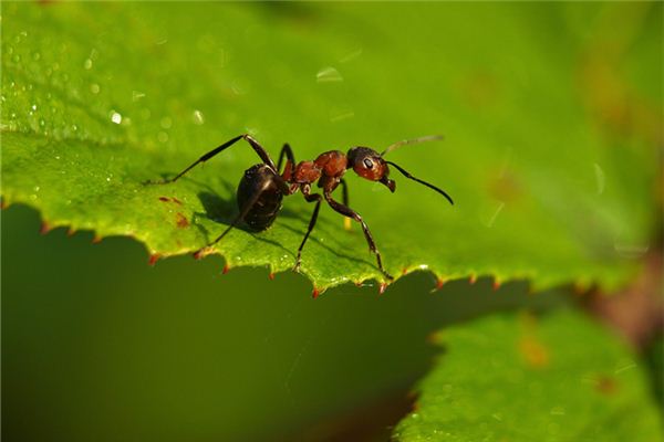 梦见蚂蚁咬我是什么意思